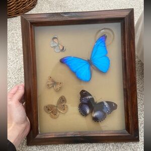 Vintage framed bufferfly taxidermy art